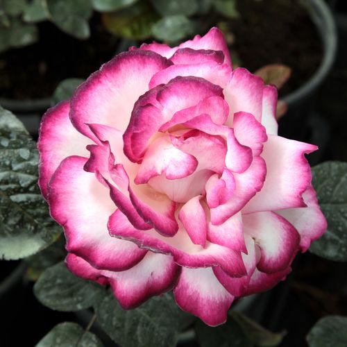 E-commerce, vendita, rose, in, vaso rose ibridi di tea - bianco-rosa - Rosa Atlas™ - rosa intensamente profumata - Georges Delbard - ,-